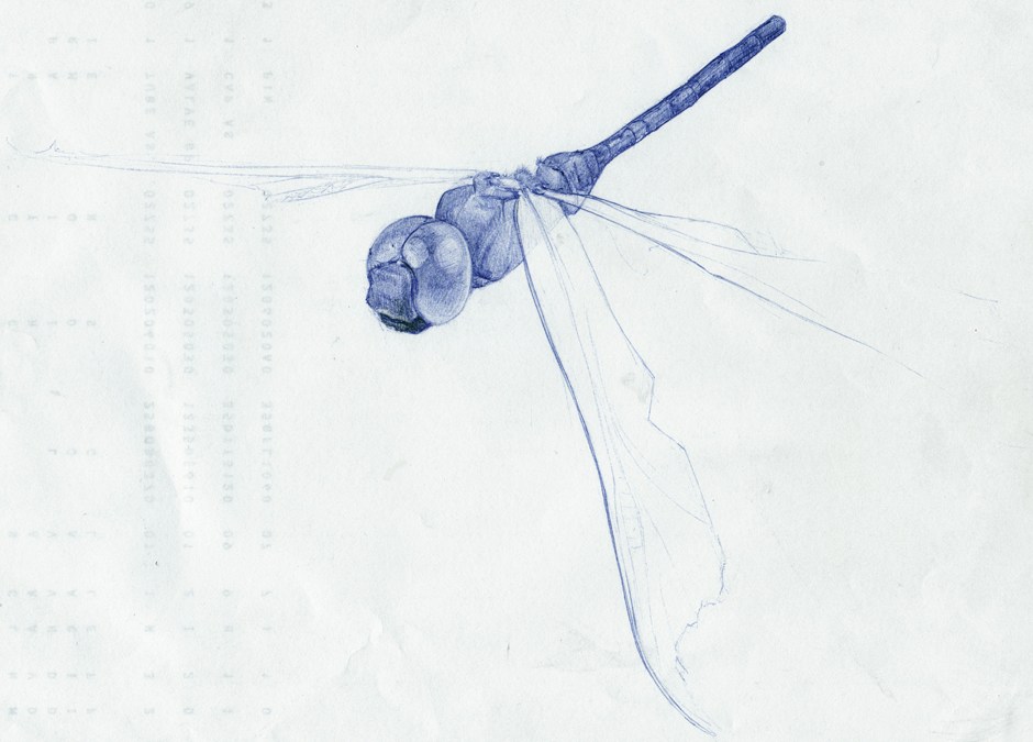 940x675 dragonfly drawing chicago muralist - Dragonfly Drawing