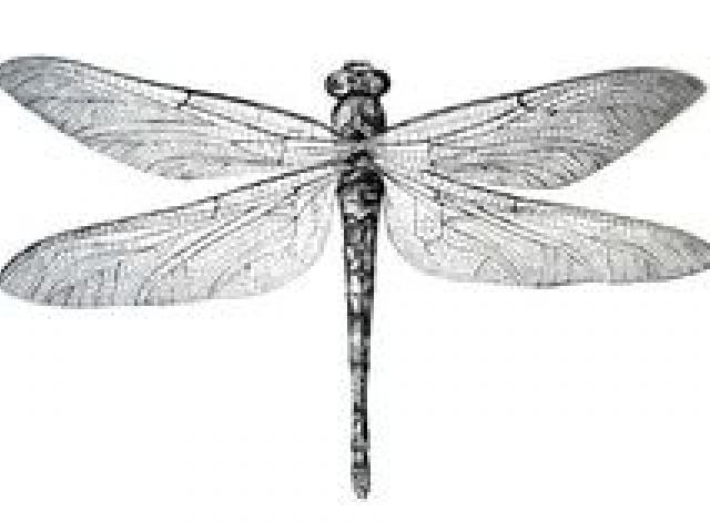 640x480 dragonfly drawings - Dragonfly Images Drawings