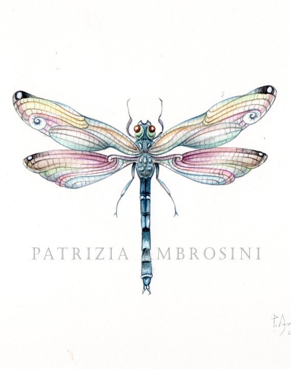 570x721 dragonfly drawings to print free grey ink lovely santa muerte - Dragonfly Images Drawings