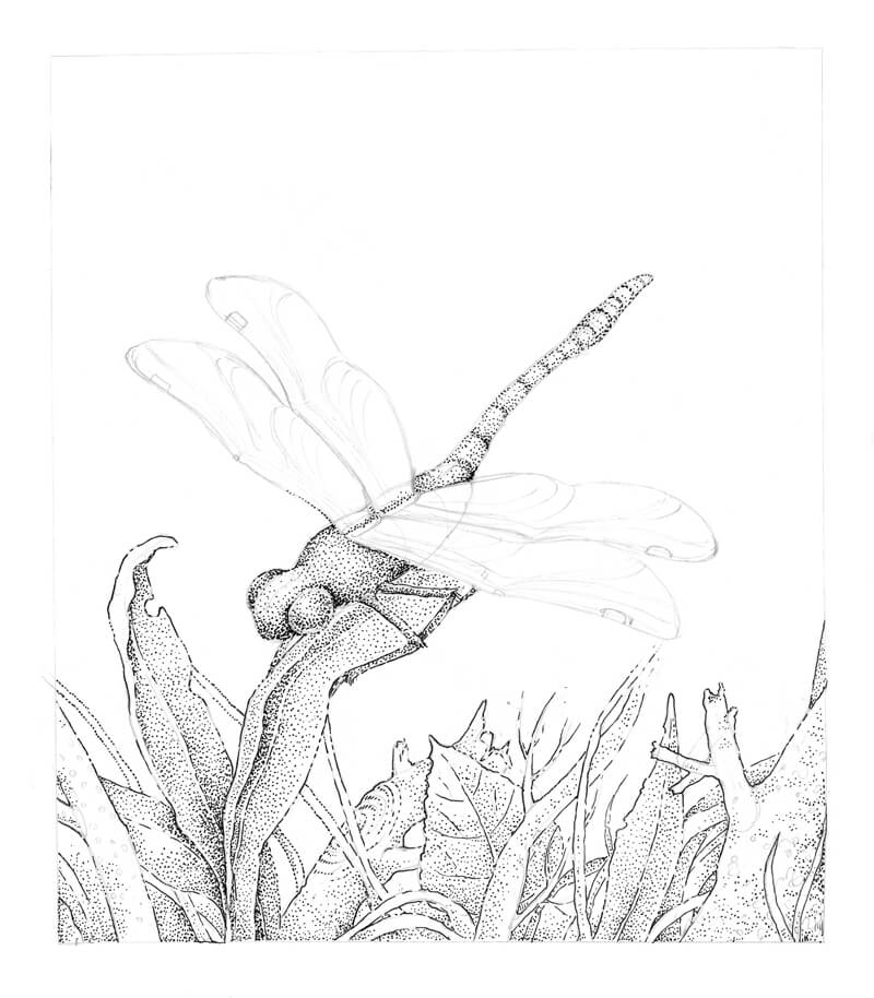 800x914 drawing a dragonfly - Dragonfly Images Drawings