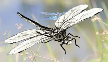 419x240 how to draw a dragonfly - Dragonfly Images Drawings
