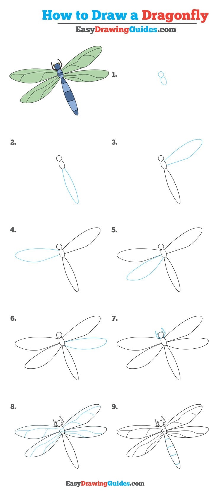 736x1667 how to draw a dragonfly - Dragonfly Images Drawings