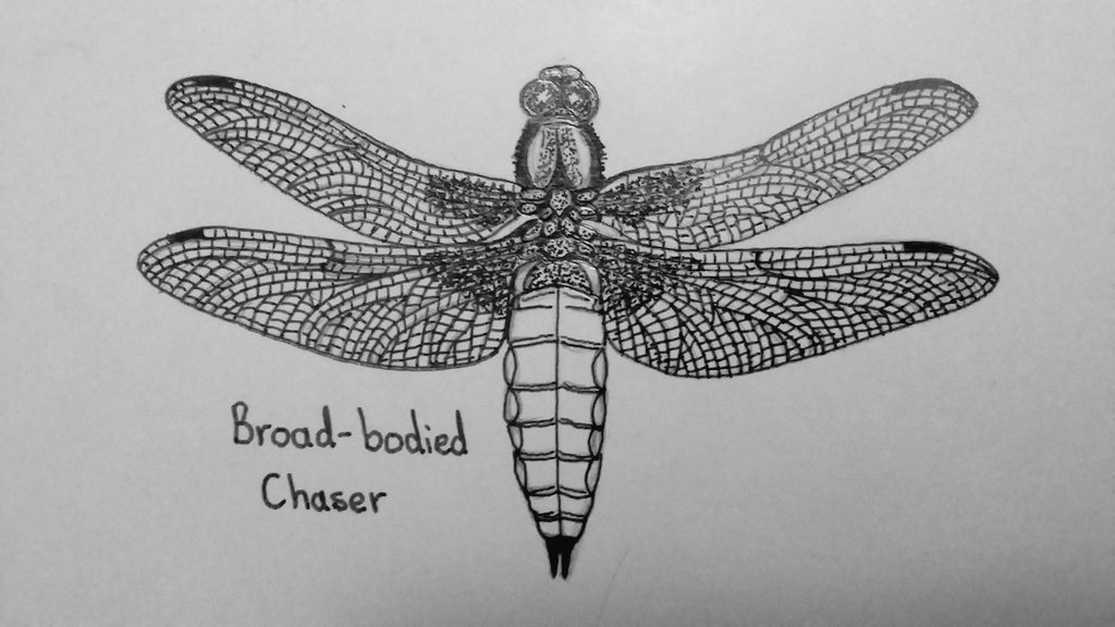 1024x576 Tara Okon On Twitter Dragonfly Drawings Based On The Species - Dragonfly Images Drawings