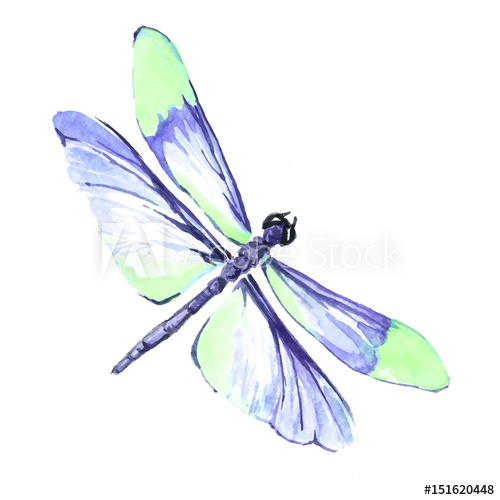 500x500 Watercolor Color Dragonfly Drawing - Dragonfly Images Drawings