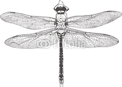 400x284 Dragonfly Graphic Realistic Line Ink Drawing Buy Photos Ap - Dragonfly Line Drawing