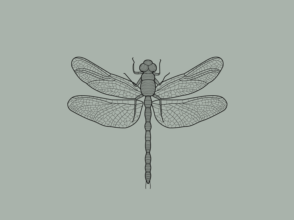 Dragonfly Line Drawing at PaintingValley.com | Explore collection of ...