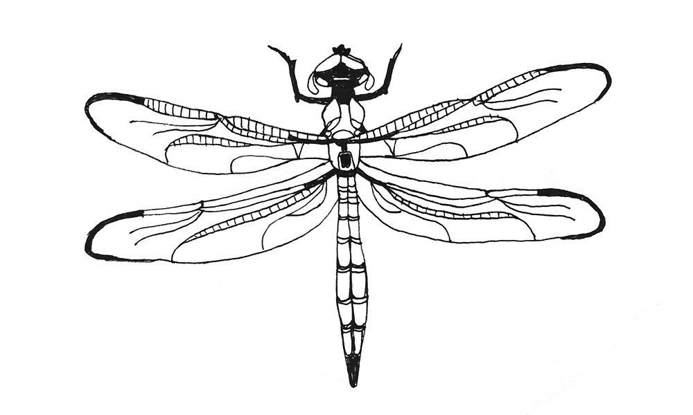 Dragonfly Line Drawing at PaintingValley.com | Explore collection of ...