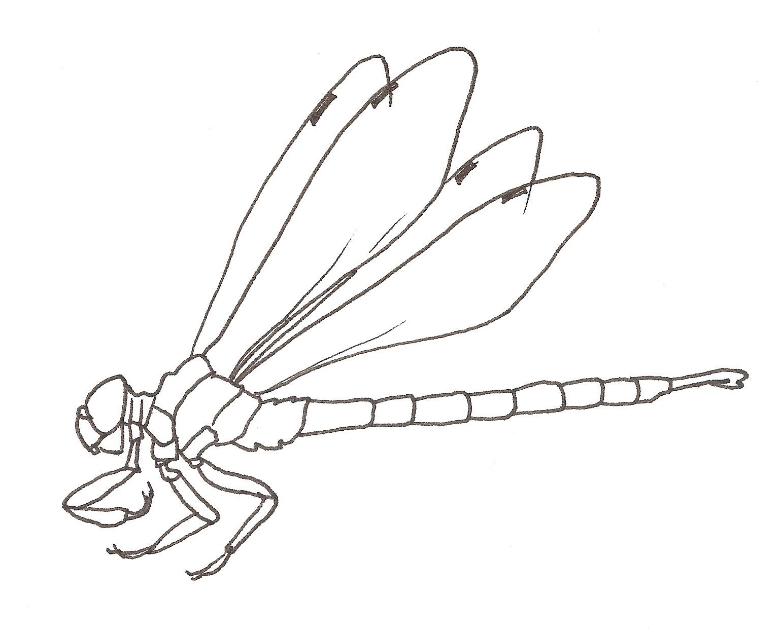 1537x1253 Draw To Learn Dragonfly Information And Drawing Worksheet - Dragonfly Line Drawing