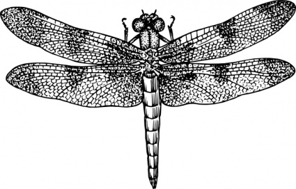 425x272 Free Download Of Dragonfly Stencil Vector Graphics And Illustrations - Dragonfly Line Drawing