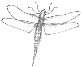 277x229 Pencil Dragonfly Drawings - Dragonfly Line Drawing