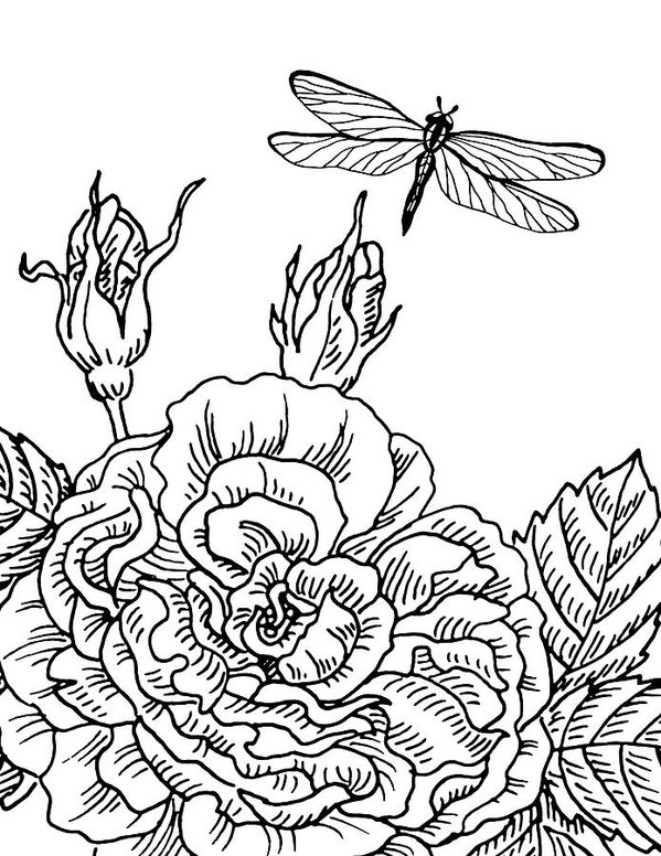 599x776 Rose And Dragonfly Drawing Poster - Dragonfly Line Drawing