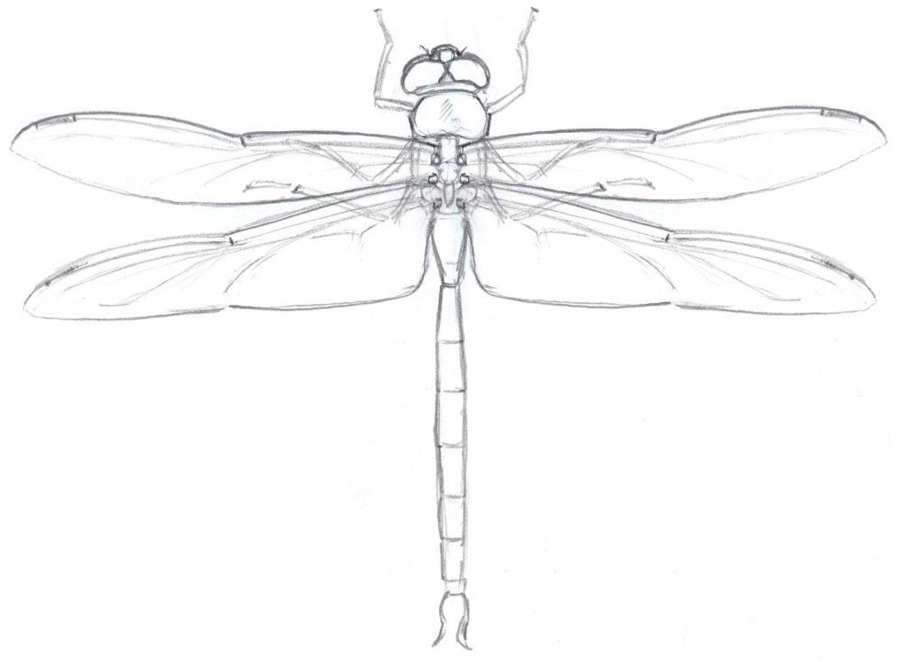 Dragonfly Line Drawing at PaintingValley.com | Explore collection of ...