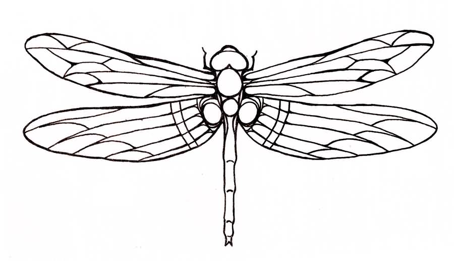 Dragonfly Outline Drawing at PaintingValley.com | Explore collection of ...