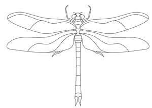 Dragonfly Outline Drawing at PaintingValley.com | Explore collection of ...