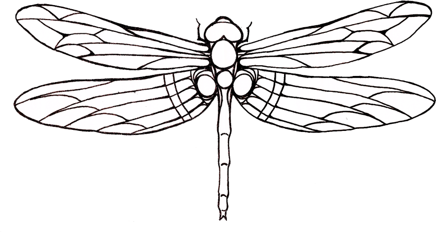 849x452 Drawing Insects Outline Transparent Png Clipart Free Download - Dragonfly Outline Drawing