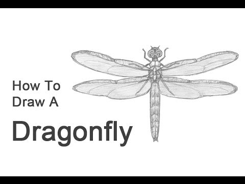 480x360 How To Draw A Dragonfly - Dragonfly Outline Drawing