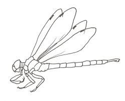 249x202 image result for how to draw a dragonfly side view crafty crafts - Dragonfly Outline Drawing