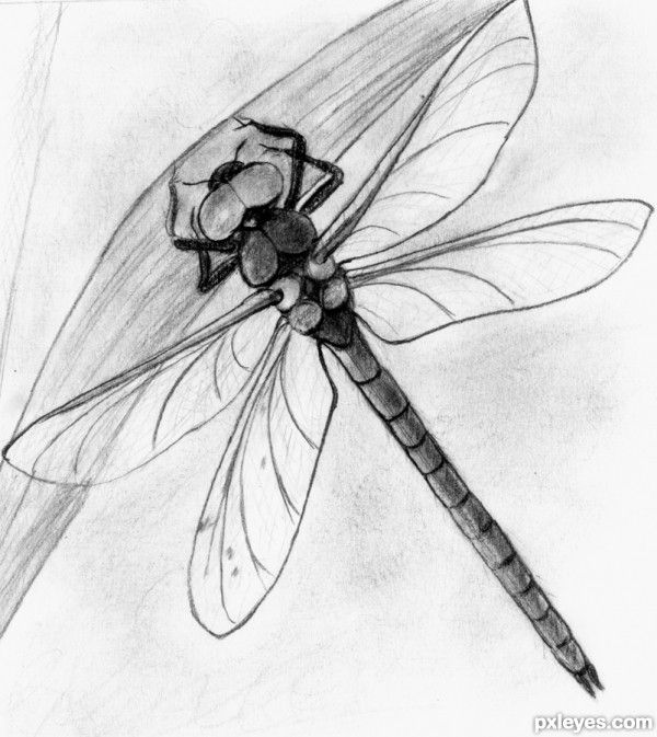 600x673 dragonfly drawing drawing in dragonfly painting - Dragonfly Pencil Drawing