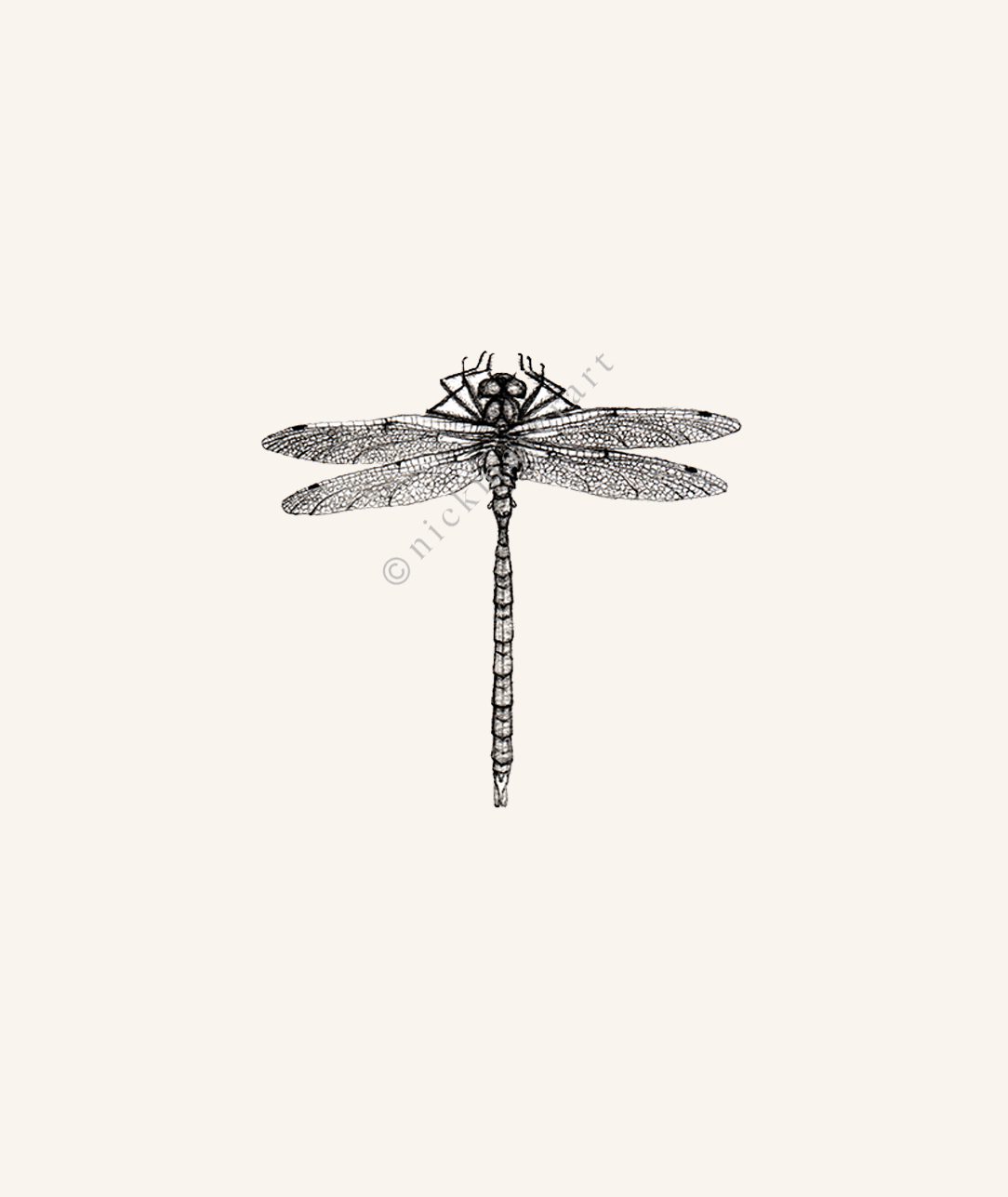 1084x1287 dragonfly nick mayer art - Dragonfly Pencil Drawing