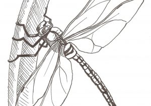 Dragonfly Pencil Drawing at PaintingValley.com | Explore collection of ...