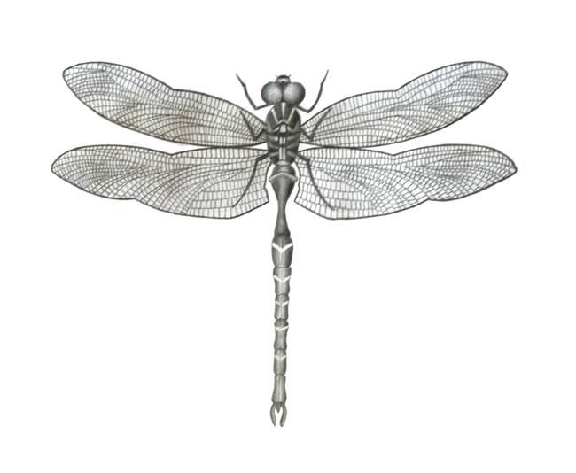 650x534 Dragonfly Drawing Colored Pencil For Free Download - Dragonfly Pencil Drawing