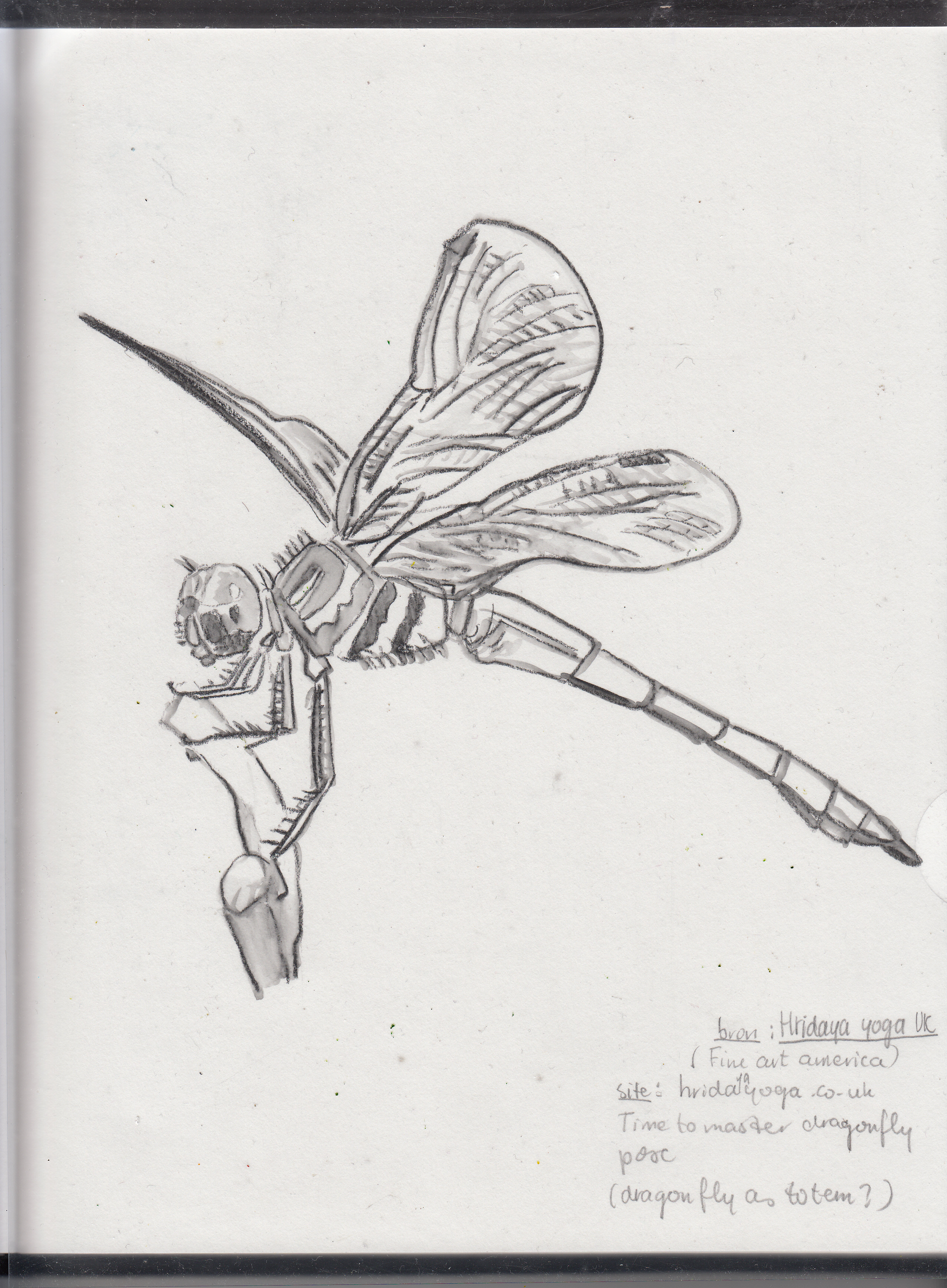2552x3472 Huge Collection Of 'dragonflies Drawing' Download More Than - Dragonfly Pencil Drawing