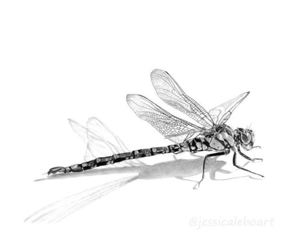 591x480 Images Of Dragonfly Drawing Pencil Drawing - Dragonfly Pencil Drawing