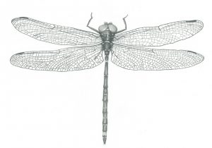 Dragonfly Pencil Drawing at PaintingValley.com | Explore collection of ...