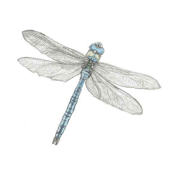 570x570 print the emperor dragonfly pencil drawing etsy - Dragonfly Pencil Drawing