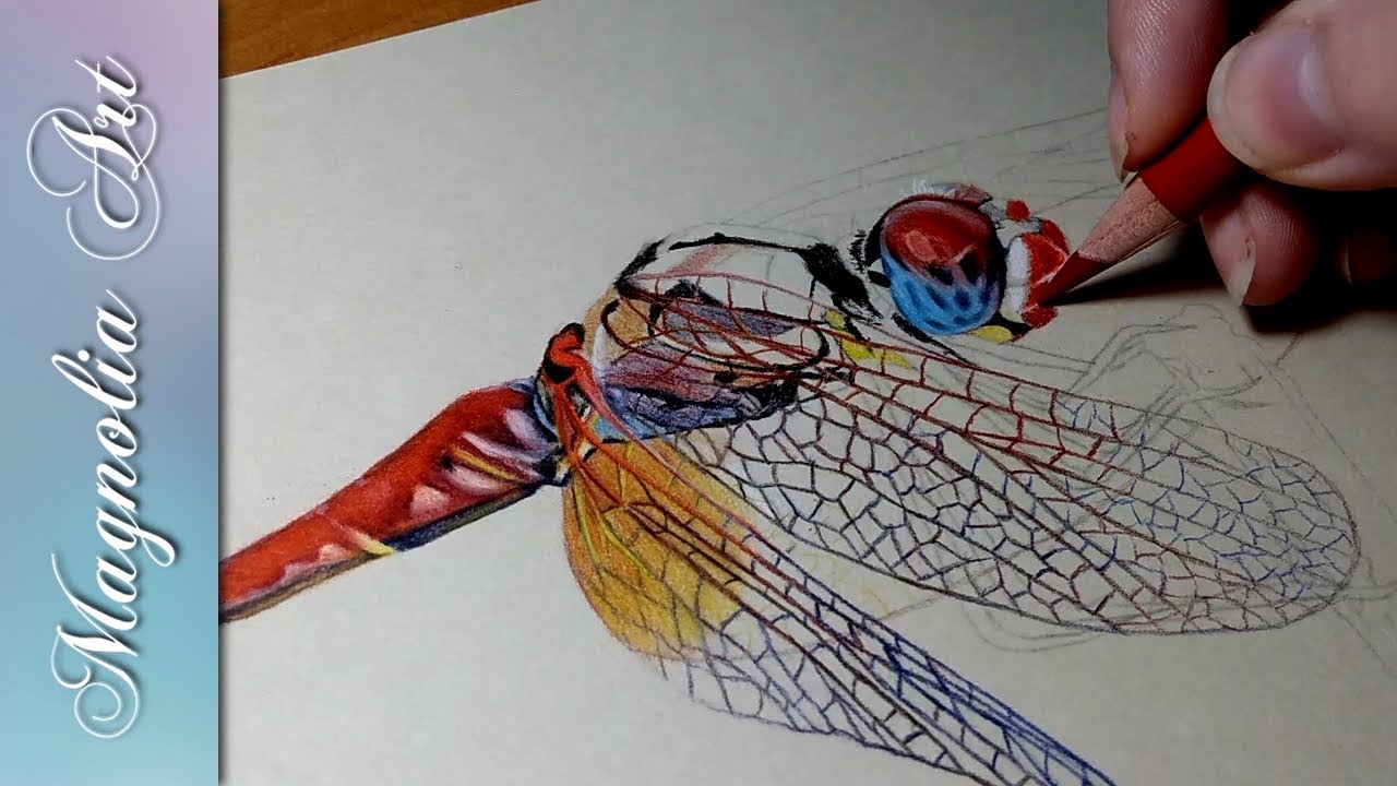 1280x720 Speed Drawing Of A Dragonfly In Colored Pencil - Dragonfly Pencil Drawing