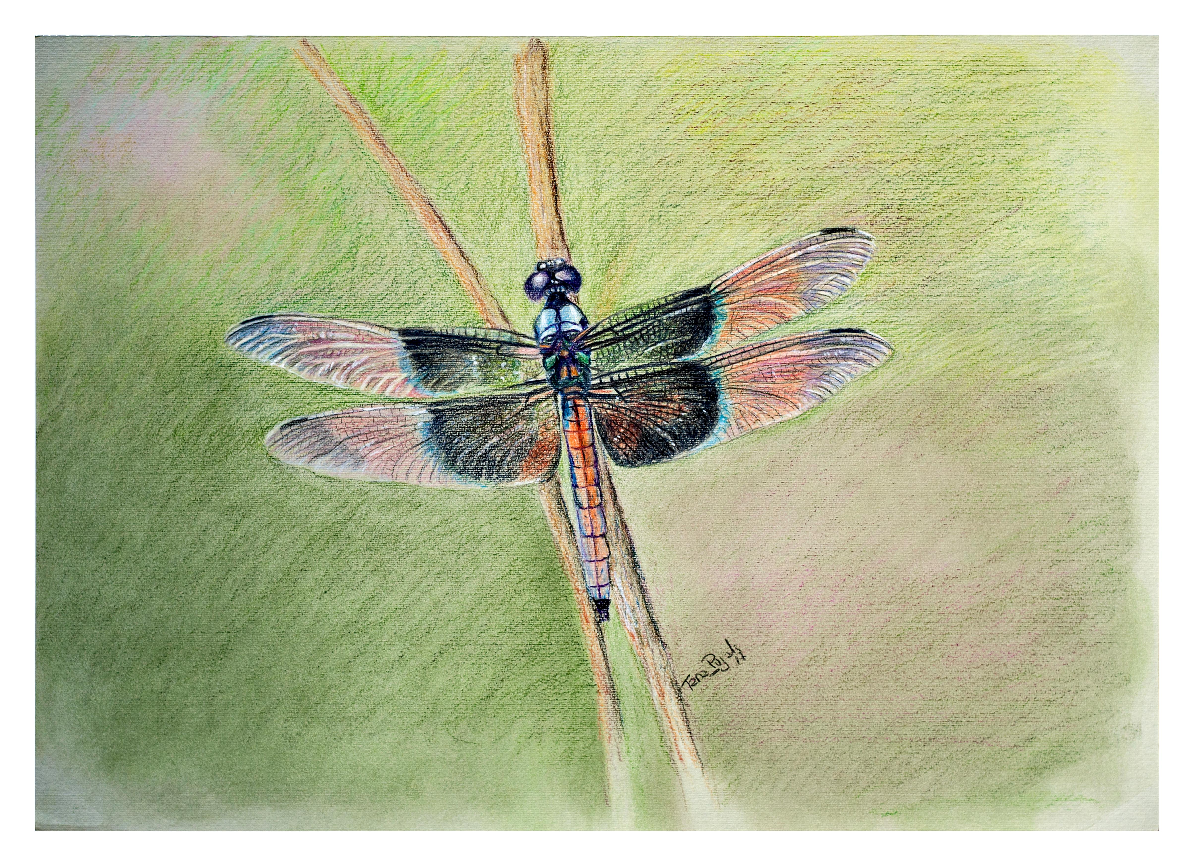 Dragonfly Pencil Drawing at Explore collection of