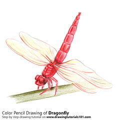 240x240 The World's Best Photos Of Dragonfly And Pencil - Dragonfly Pencil Drawing