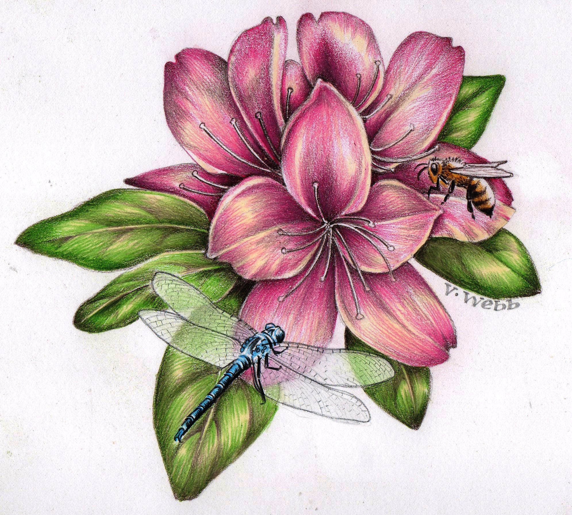 Dragonfly Pencil Drawing at Explore collection of