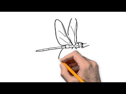 480x360 Dragonfly Animals Pencil To Draw Step - Dragonfly Pencil Drawing