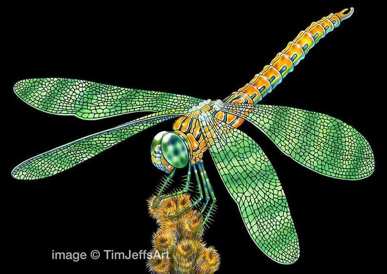 794x563 Dragonfly Colored Pencil Drawing Etsy - Dragonfly Pencil Drawing