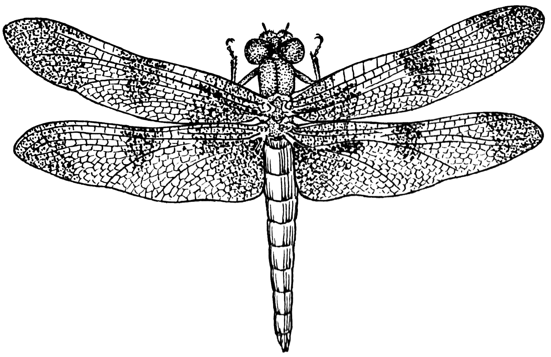 Dragonfly Scientific Drawing at PaintingValley.com | Explore collection ...