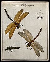 161x200 Dragonfly - Dragonfly Scientific Drawing