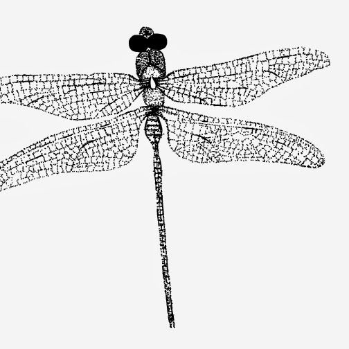 Dragonfly Scientific Drawing at Explore collection