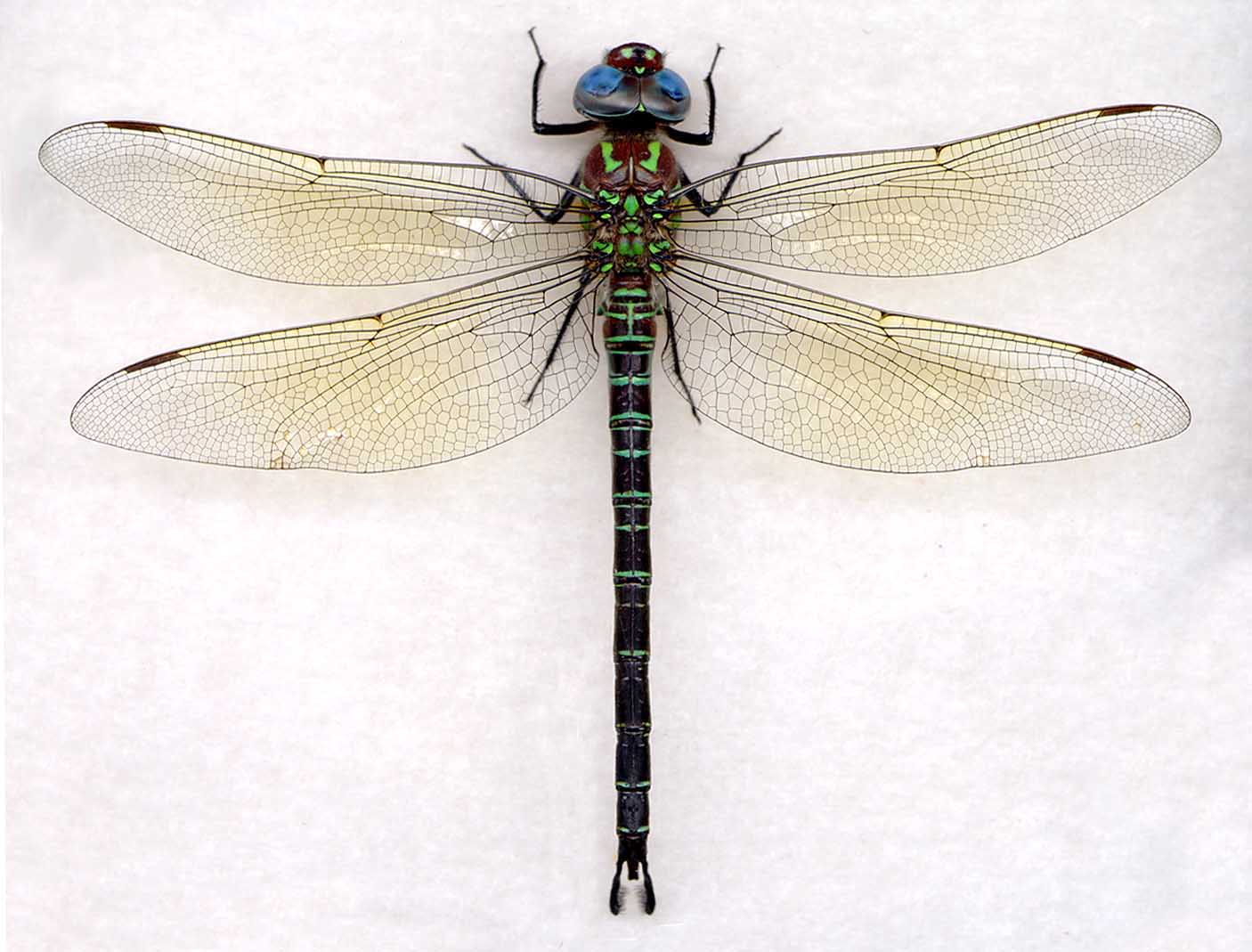 Dragonfly Scientific Drawing at Explore collection