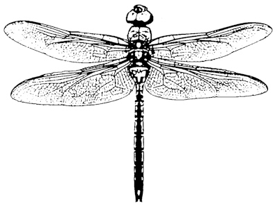 400x300 friday scary myths about dragonflies the dragonfly woman - Dragonfly Scientific Drawing