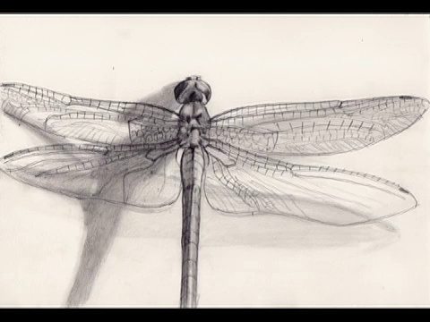 480x360 images dragonfly scientific drawing - Dragonfly Scientific Drawing