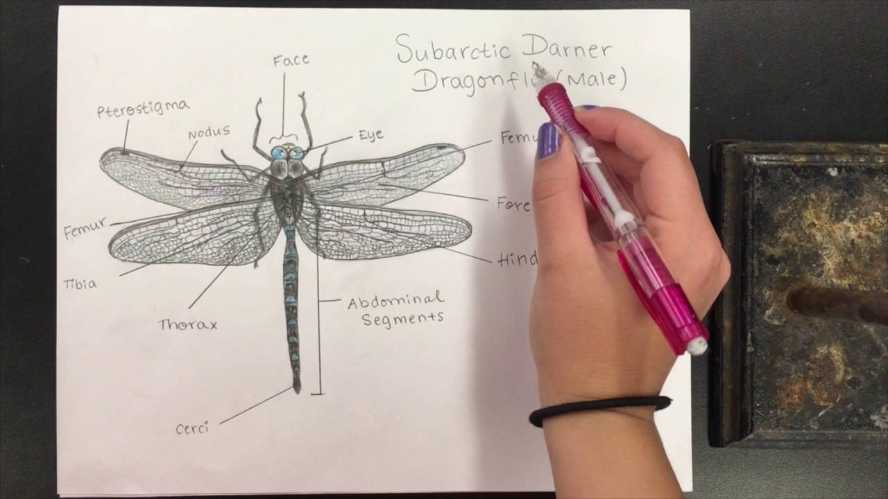 1280x720 how to do a scientific drawing - Dragonfly Scientific Drawing