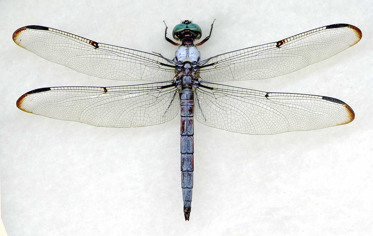 1290x817 Libellula Vibrans Male The Dragonfly Woman - Dragonfly Scientific Drawing