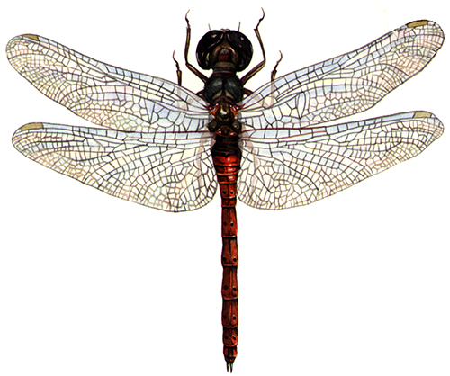 500x418 Natural History Illustrations Of Dragonflies - Dragonfly Scientific Drawing