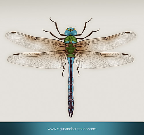 500x469 pictures of dragonfly scientific drawing - Dragonfly Scientific Drawing