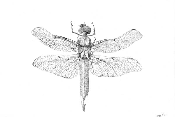 600x401 scientific drawingillustration on saic portfolios - Dragonfly Scientific Drawing