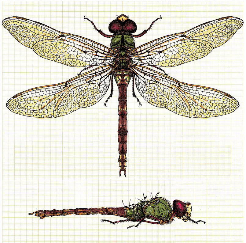 805x793 scientific illustration dragonfly things to use for something - Dragonfly Scientific Drawing