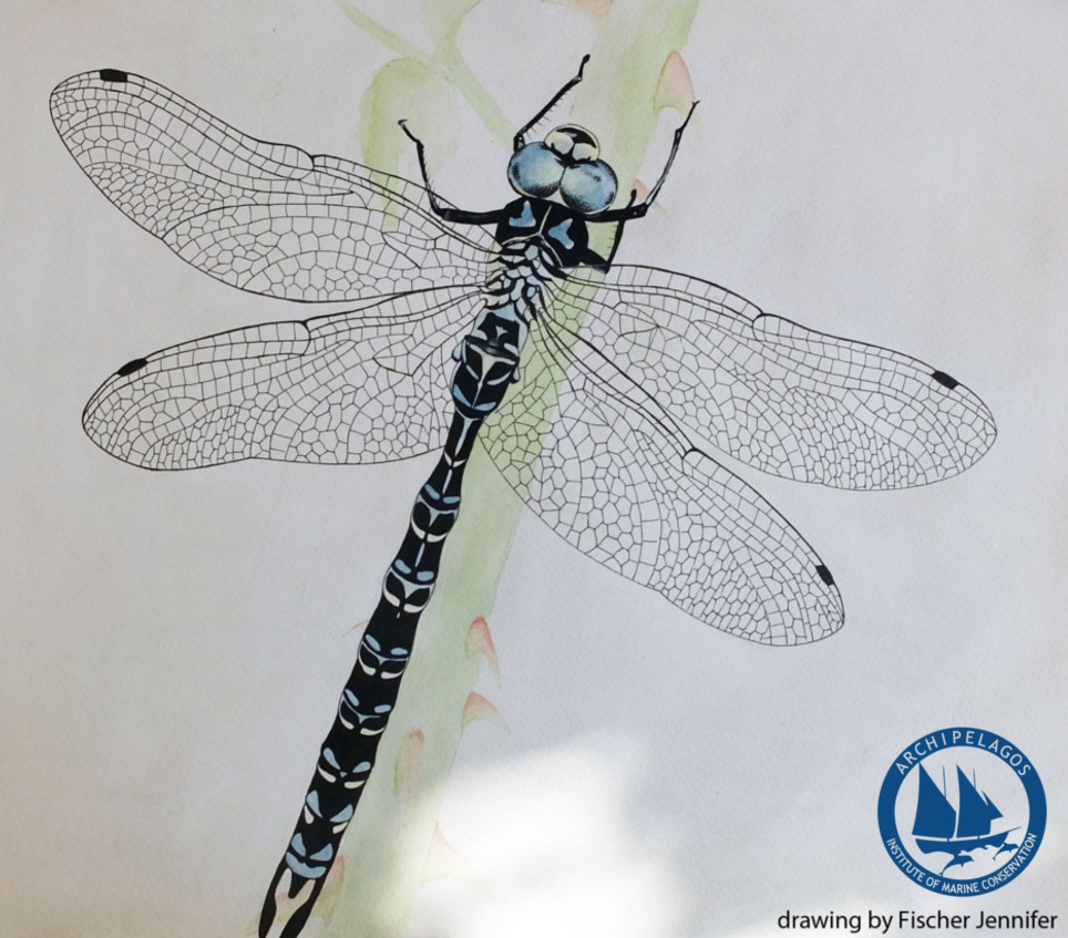 Dragonfly Scientific Drawing at Explore collection
