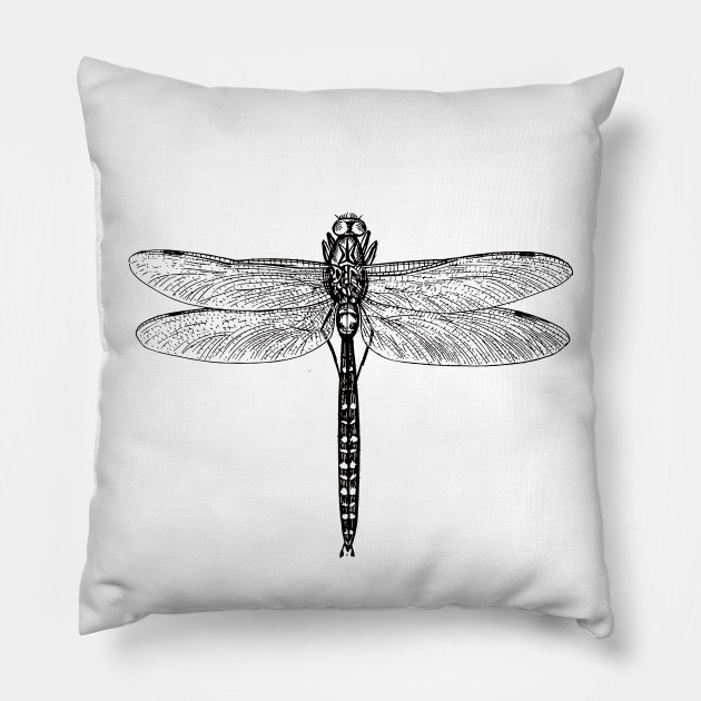 630x630 Vintage Dragonfly Illustration - Dragonfly Scientific Drawing