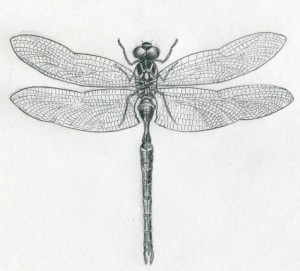300x271 Why The Dragonfly - Dragonfly Scientific Drawing